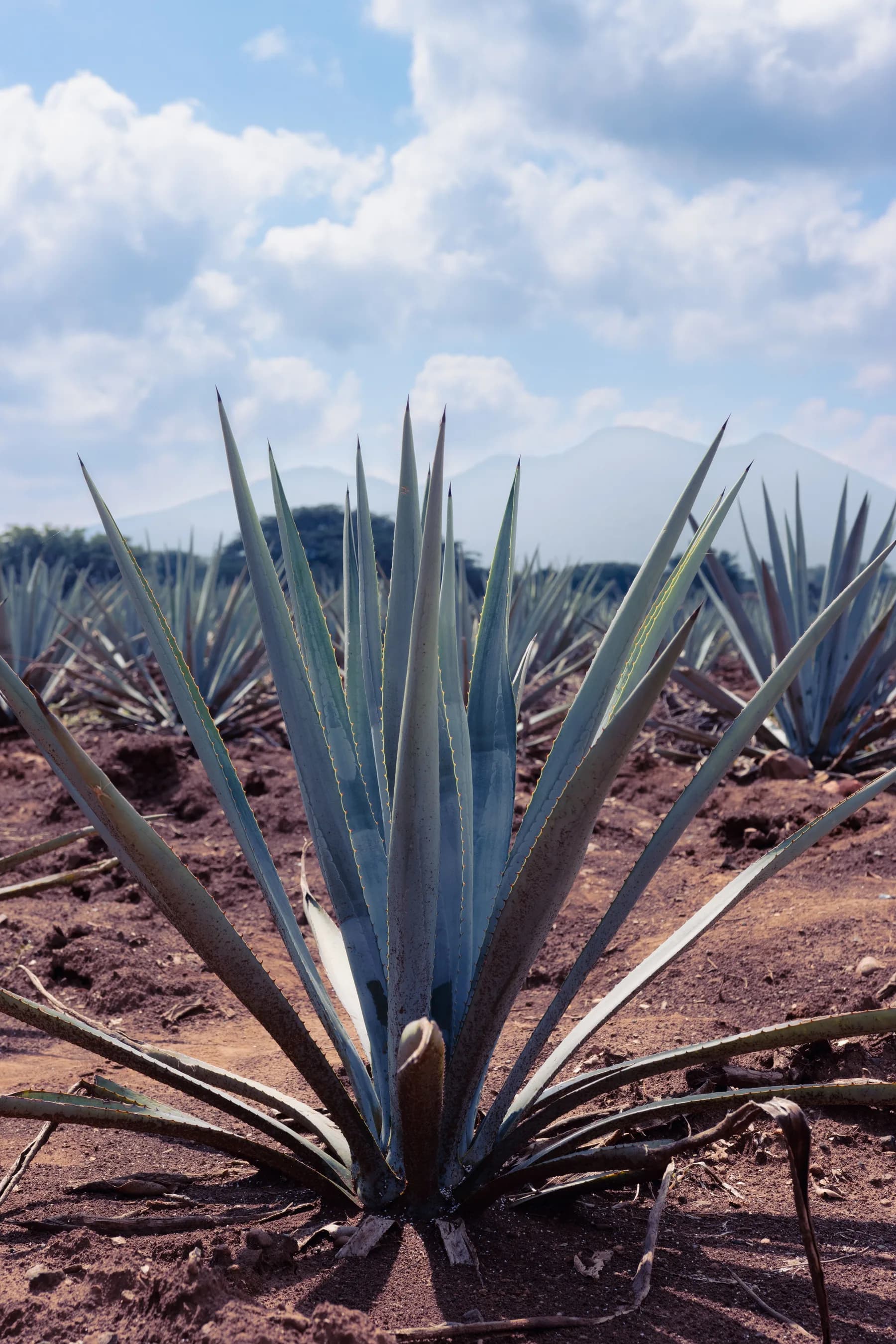 Campo de agave azul en el paisaje agavero de Jalisco